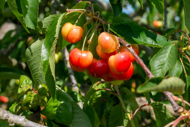 istock Apple Orchard in Pembury, England 1254992971