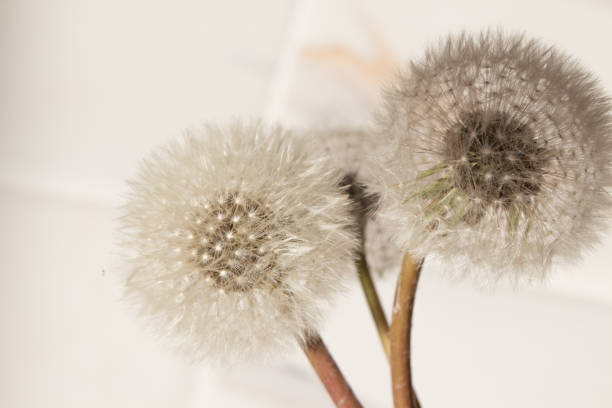istock dandelion on a white background with shadows. Abstraction from natural materials. Background with dry plants 1254993751
