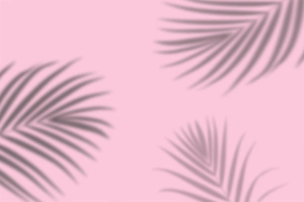 istock tropical palm leaf shadow on pink color background 1254993873
