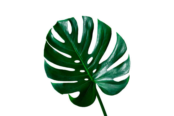 istock Tropical Monstera leaf isolated on white background 1254993895