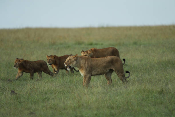 istock lion in savannah in kenya 1254993944