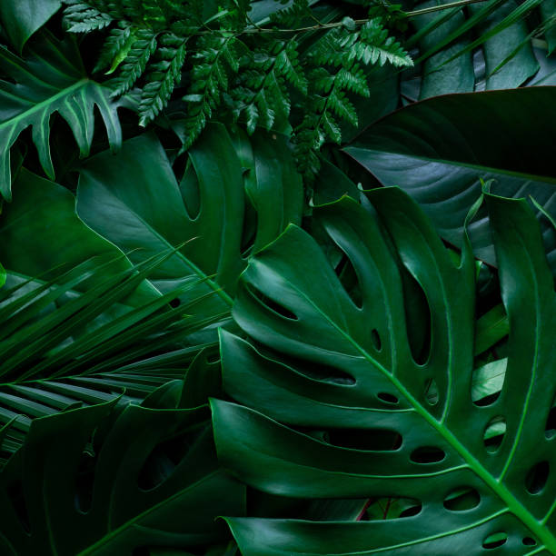 istock closeup nature view of monstera leaf and palms background 1254994075