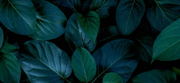 istock closeup nature view of green leaf background 1254994136
