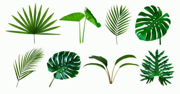 conjunto de palma monstruo verde y hoja de planta tropical aislado sobre fondo blanco - palm leaf branch leaf palm tree fotografías e imágenes de stock