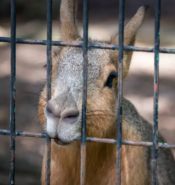 A wallaby ( Macropus Eugenii) with sad eyes behind afence at the zoo.