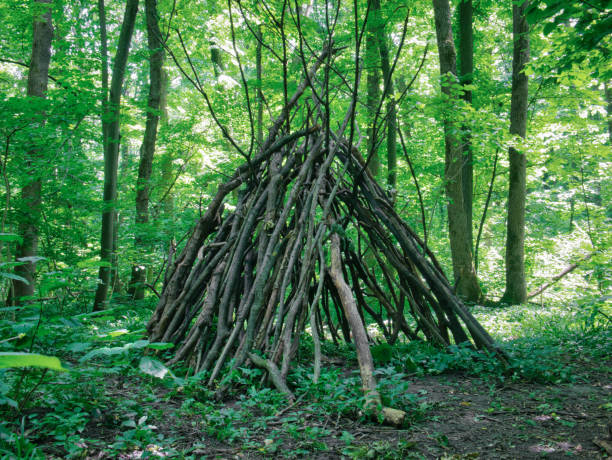 istock Survival shelter in the woods made from tree branches. 1254994921