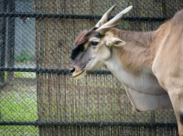 fermez-vous avec une antilope eland (taurotragus oryx) au zoo. animal sauvage verrouillé derrière la clôture câblée. - éland du cap photos et images de collection