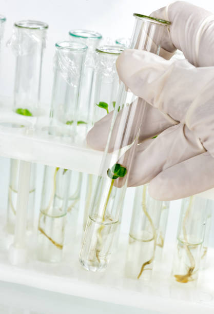 istock Biotechnological research in the laboratory 1254996057
