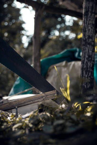 istock Carpenter cutting wood with his hand saw 1254996127