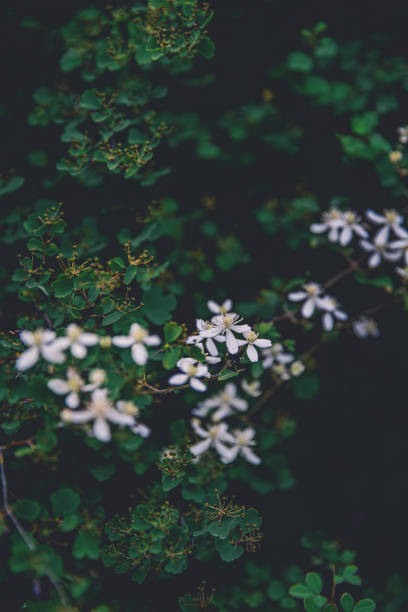 istock Flowers And leaves Backgrounds 1254996331