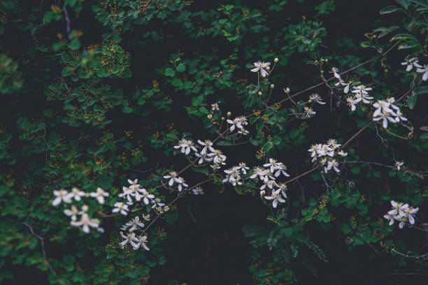 Flowers And leaves Backgrounds