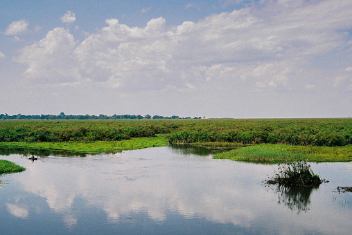 Lush Floating  Water Hyacinth taking over a part of Lake Victoria with a dugout on the open fresh water in Kenya