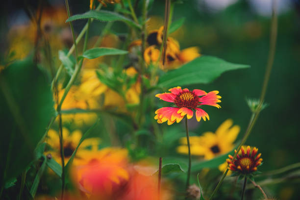istock The Bee On Gaillardia pulchella Foug 1254996530