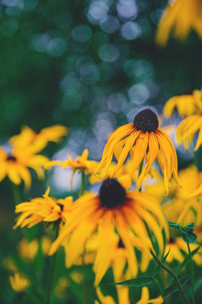 Black eyed Susan yellow flowers, uncultured close up