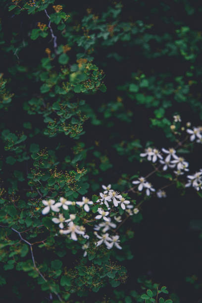 istock Flowers And leaves Backgrounds 1254996885