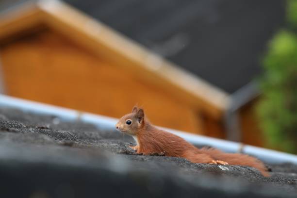 istock A brown squirrel runs over a black roof 1254998451