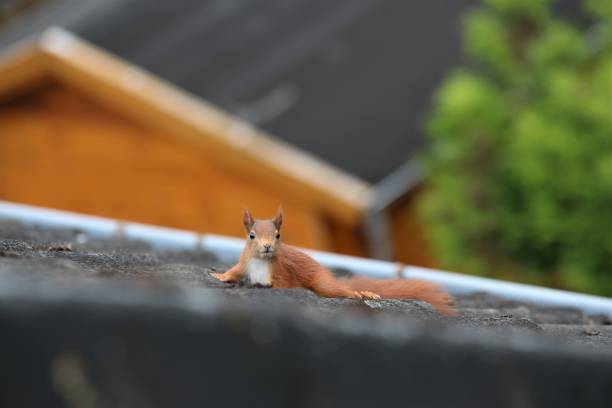 istock Squirrel on a roof top 1254998477