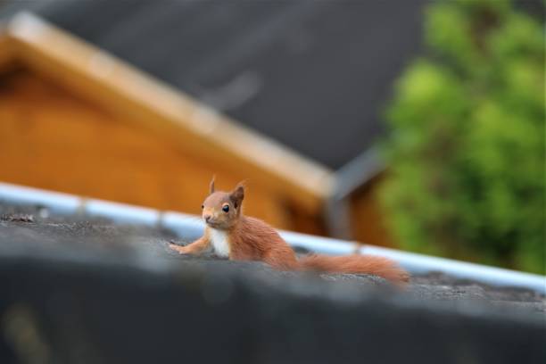 istock Squirrel on a black roof top 1254998503