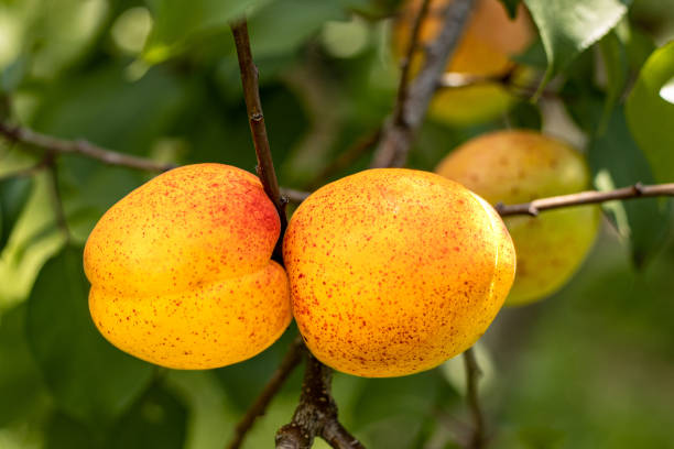 istock Apricots on a tree branch ripening during harvest season. 1254998540