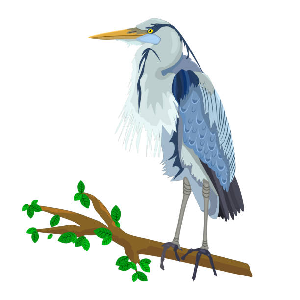 illustrations, cliparts, dessins animés et icônes de héron bleu sur la branche d’arbre isolée sur le fond blanc. - heron blue heron bird swamp