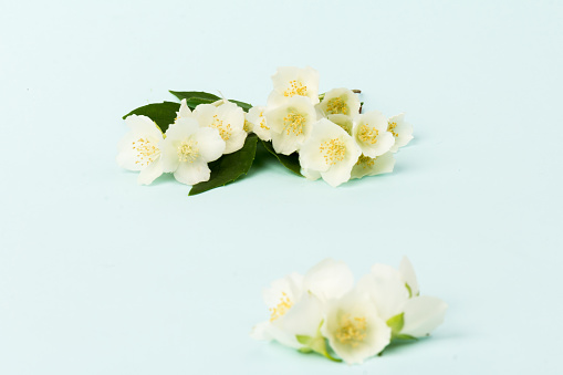 Beautifull white jasmine flowers isolated on blue  background, close up