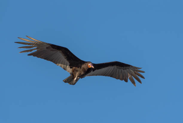 Turkey vulture Cathartes aura bird flying against Yucatan blue sky, Mexico stock photo