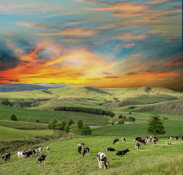 Cows grazing in Drakensberg valley Cows grazing in Drakensberg valley in Kwazulu Natal South Africa mountain famous place livestock herd stock pictures, royalty-free photos & images