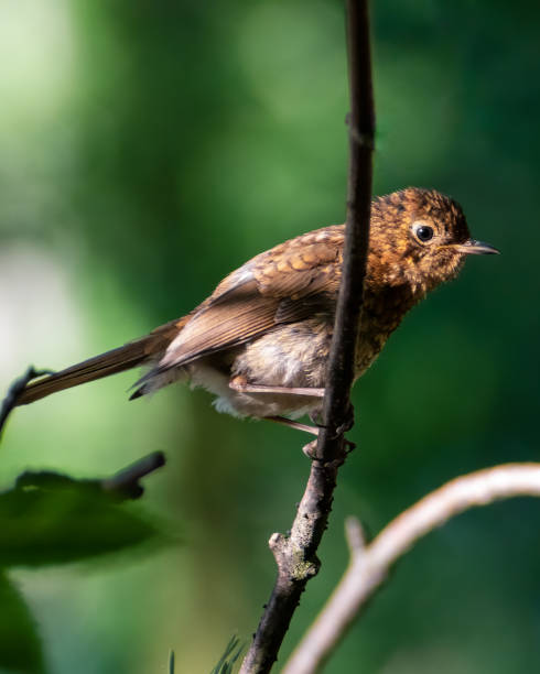 istock Young blackbird on the branch. Green background. 1255001802