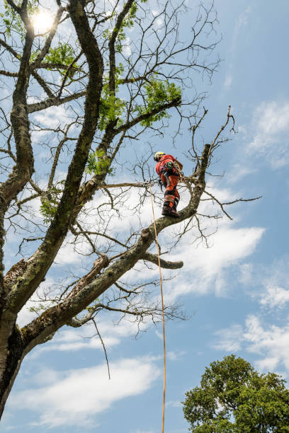 istock pruner in action in a tree with his chainsaw 1255002243