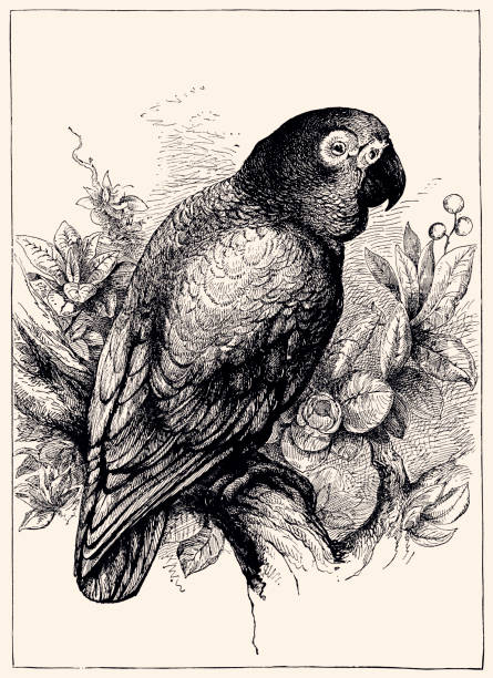 The Australian king parrot (Alisterus scapularis) is endemic to eastern Australia.
Vintage etching circa late 19th century