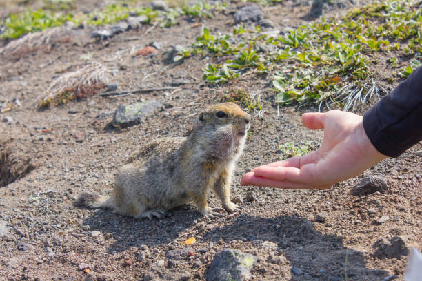 Kamchatka