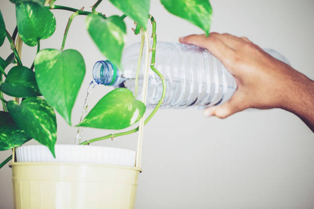 Water, Hobbies, Growth - Man watering indoor plant using plastic bottle
