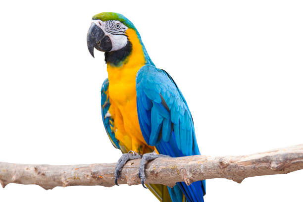 istock Bird Blue-and-yellow macaw standing on branches isolated white background. 1255003465