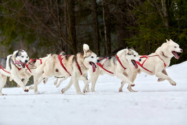 istock Running Husky dog on sled dog racing 1255004012