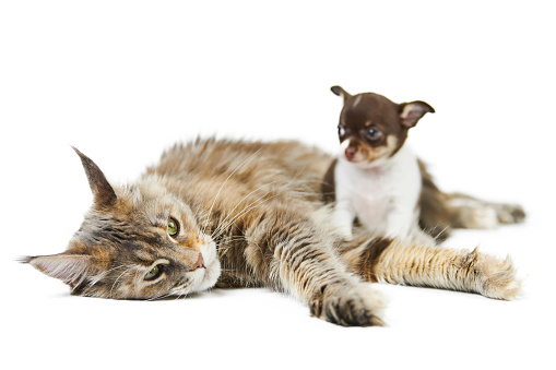 Maine coon cat and Chihuahua puppy, isolated. Little cute dog and cute adult tortoiseshell maine-coon cat on white background. Puppies and kittens shelter. Studio shoot for design or advertising.