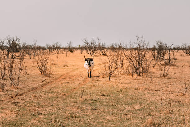 テキサスロングホーン牛牛、典型的な長い角を持つ、牧草地に立っている間 - texas texas longhorn cattle bull landscape ストックフォトと画像