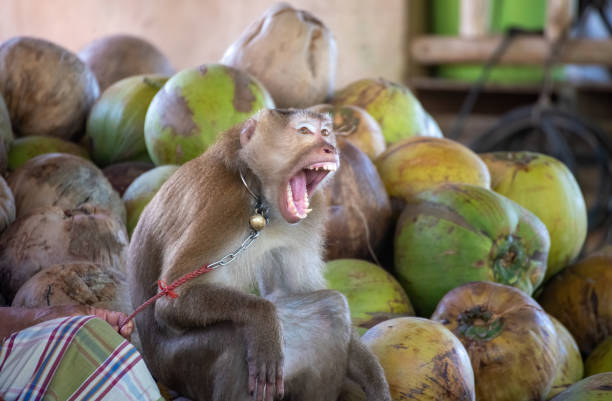 istock macaque that was tethered to work with a coconut. Brutally in Asia 1255004828