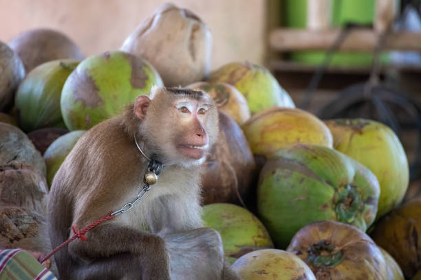 istock macaque that was tethered to work with a coconut. Brutally in Asia 1255004843
