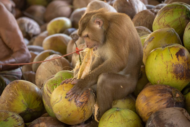 istock macaque that was tethered to work with a coconut. Brutally in Asia 1255004873