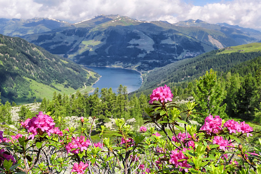 Alp rose rhododendron growing in landscape of high tauern mountains.