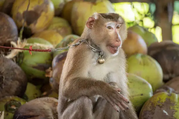 Photo of macaque that was tethered to work with a coconut. Brutally in Asia