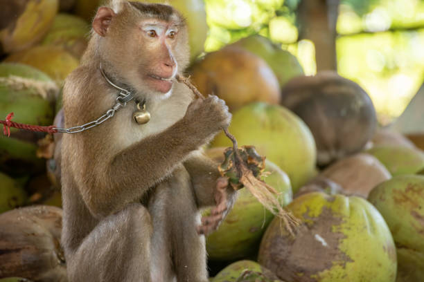 istock macaque that was tethered to work with a coconut. Brutally in Asia 1255004942
