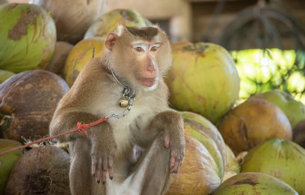 istock macaque that was tethered to work with a coconut. Brutally in Asia 1255005051