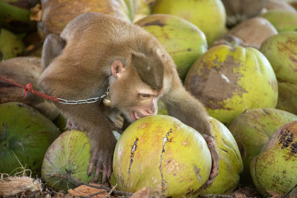 istock macaque that was tethered to work with a coconut. Brutally in Asia 1255005070