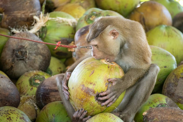 istock macaque that was tethered to work with a coconut. Brutally in Asia 1255005093