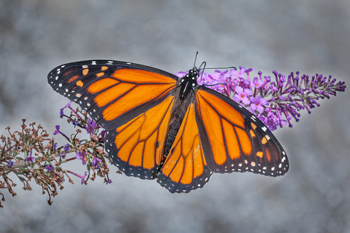 Monarch butterfly sits pretty on a pink Milkweed flower in summertime