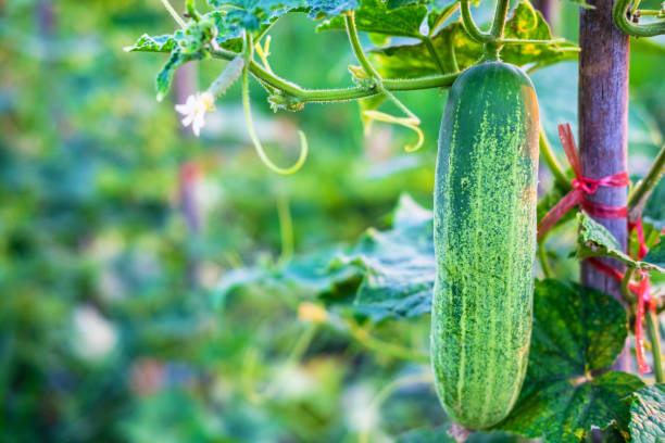 istock Fresh cucumber vegetables from the cucumber farm 1255007151