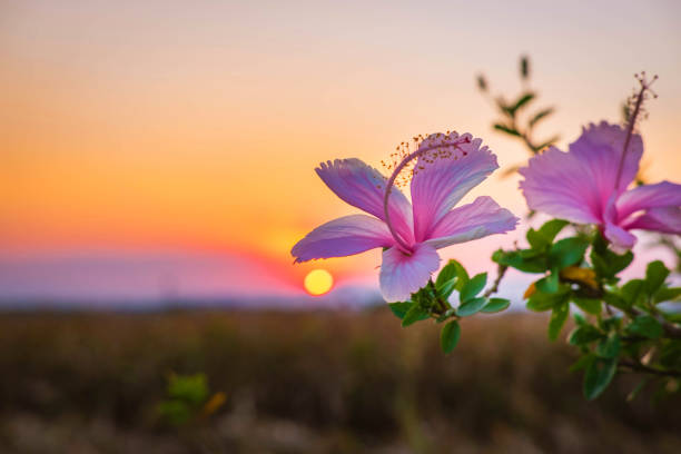Hibiscus flowers and sunset in the evening