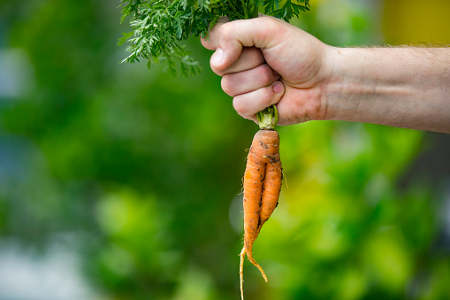 Close-up of a Man Holding Homegrown Double Carrot.