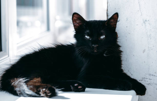 istock On the windowsill lies a black cat with big eyes. Light background 1255009408